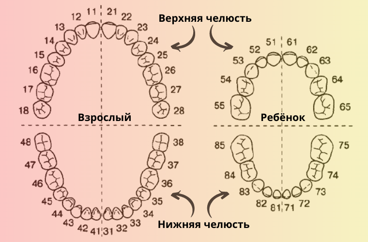 Как правильно посчитать зубы. Как правильно посчитать зубы