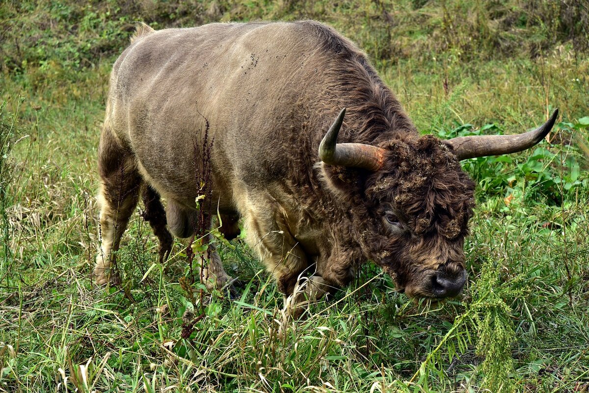 Бык, фото https://pixabay.com/ru/