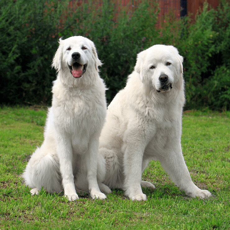 фото Яндекс