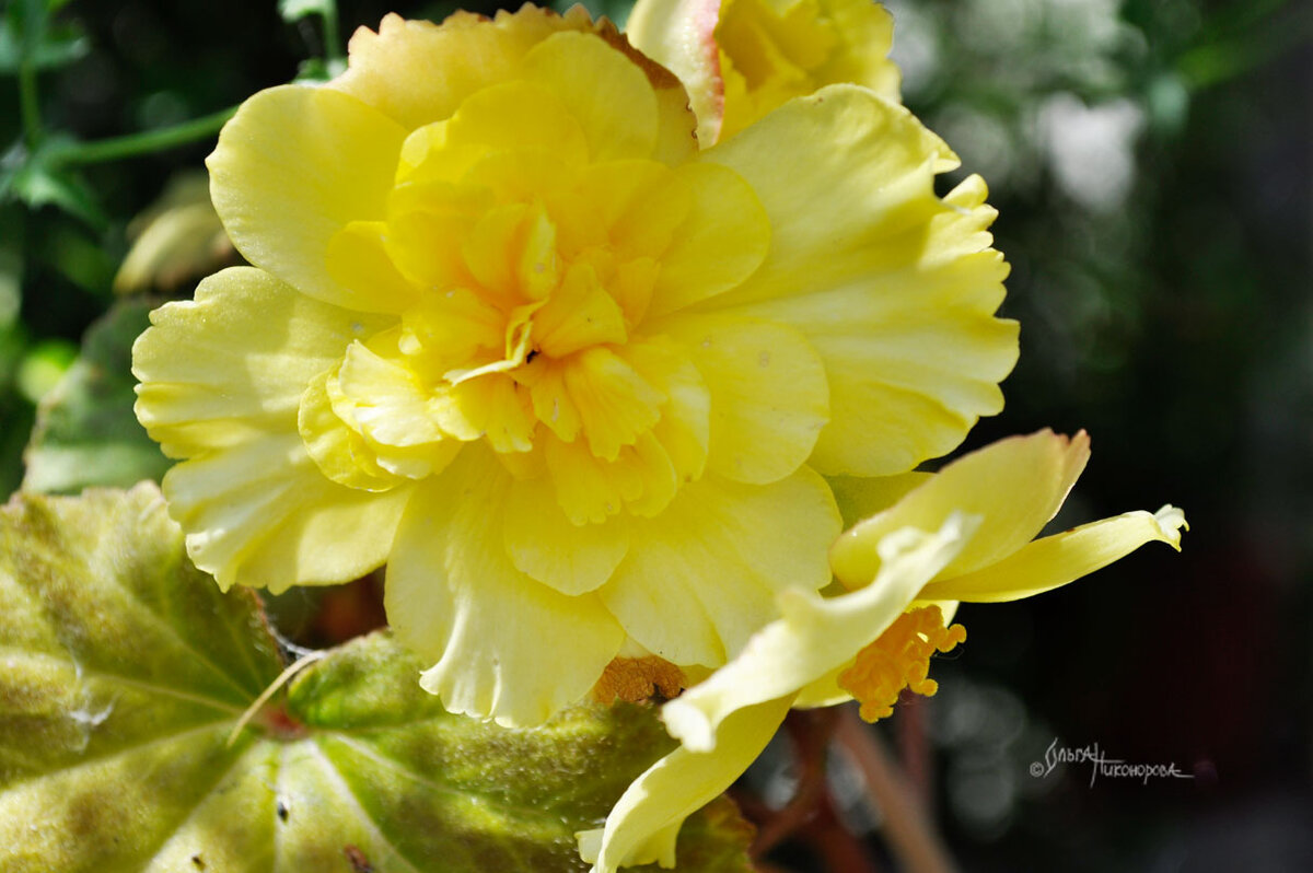 Самое главное - правильной стороной посадить клубенек!