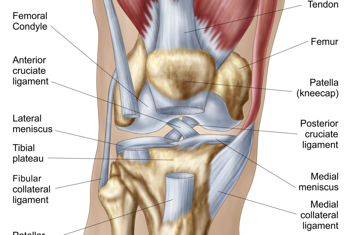 Ligamentum Patellae анатомия