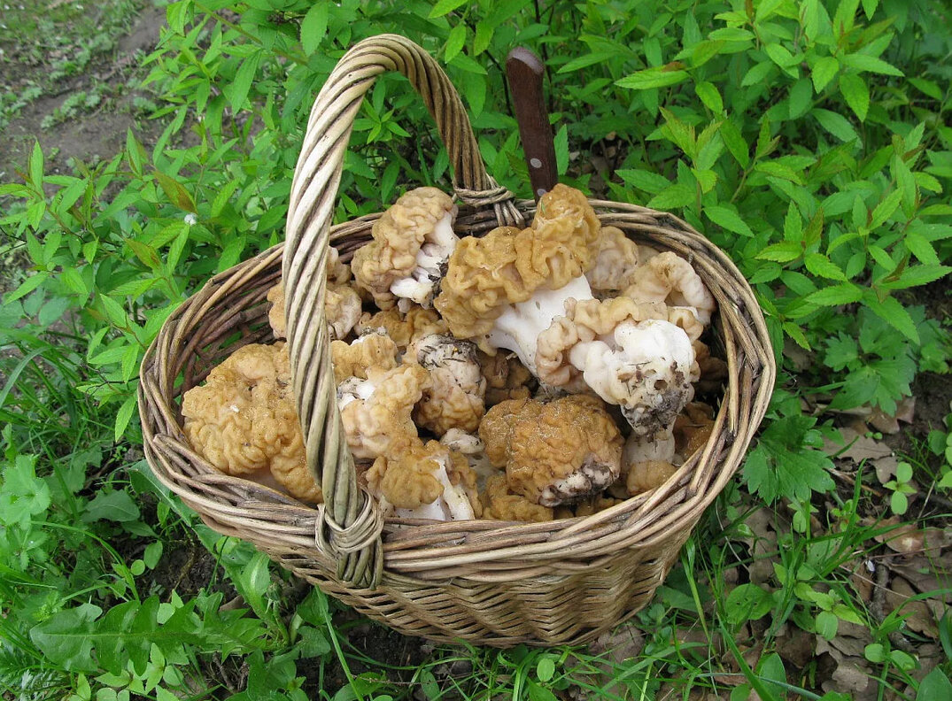 Сморчки грибы