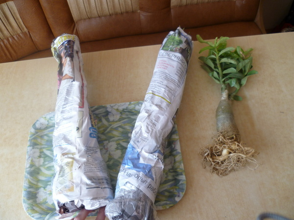 Растения уже дома. Все удалось.