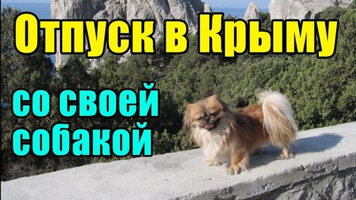 Отдых в Крыму со своей собакой.  Советы для тех, кто в первый раз.