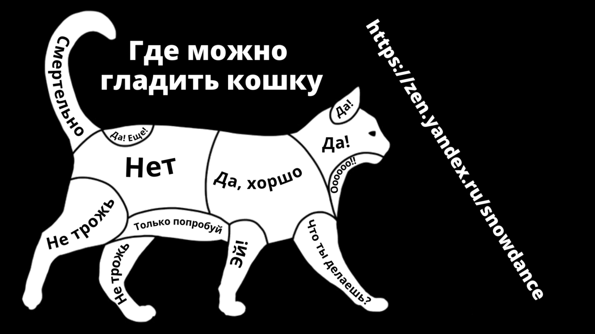 Как правильно гладить кошку? 5 мест для "глажения" кошки | КотоВедение |  Дзен