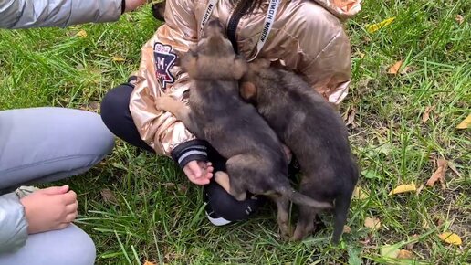 Щенки очень обрадовались детям и зацеловали их Новосибирск Дарьяна и Забава ждут своих удочерителей