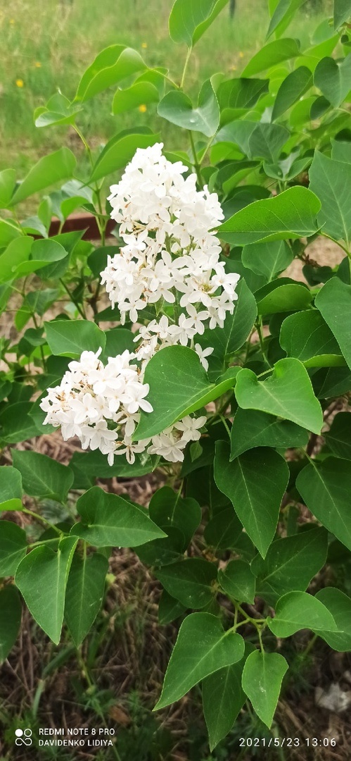 Мои маленькие саженцы сирени