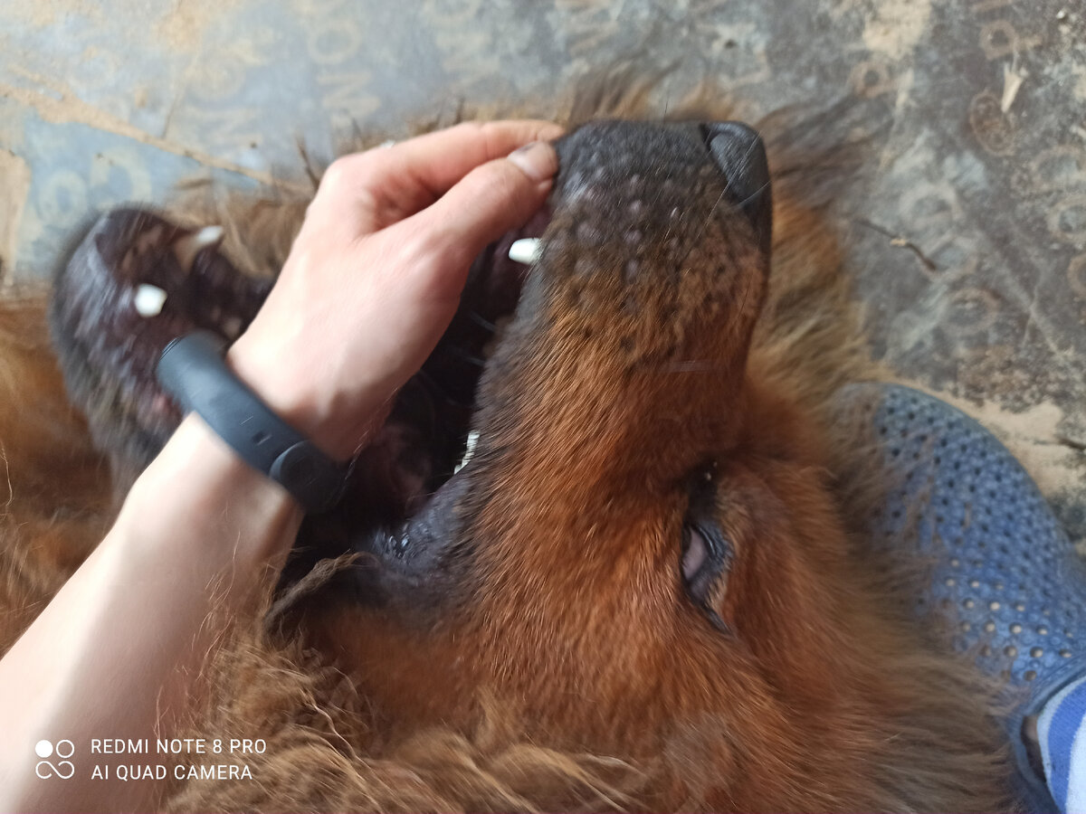 Paşa тибетский мастиф ПашА