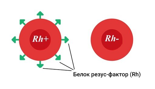 Схематичное изображение эритроцита крови с резус-фактором и без него