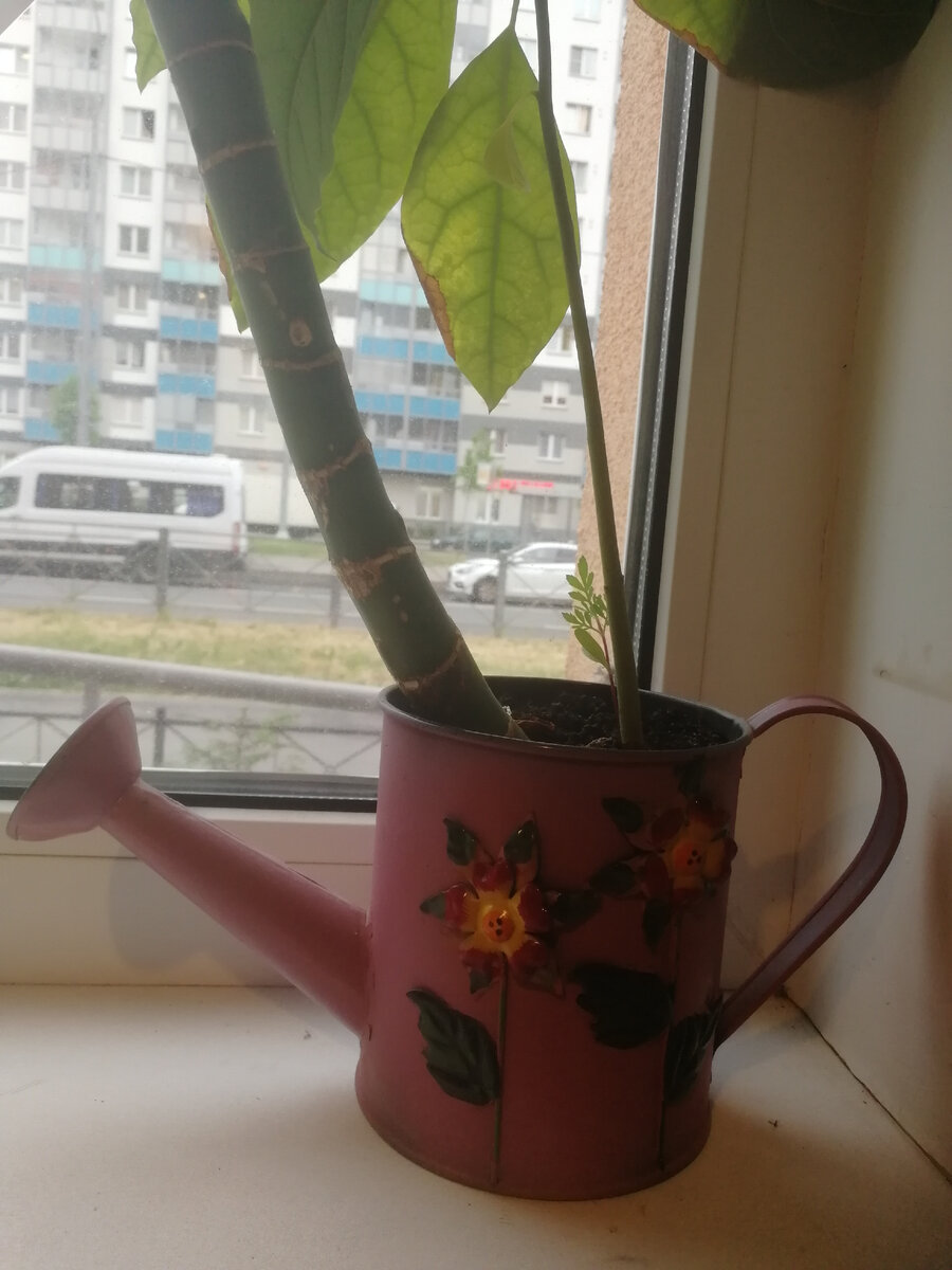 Симпатичная леечка в кафе