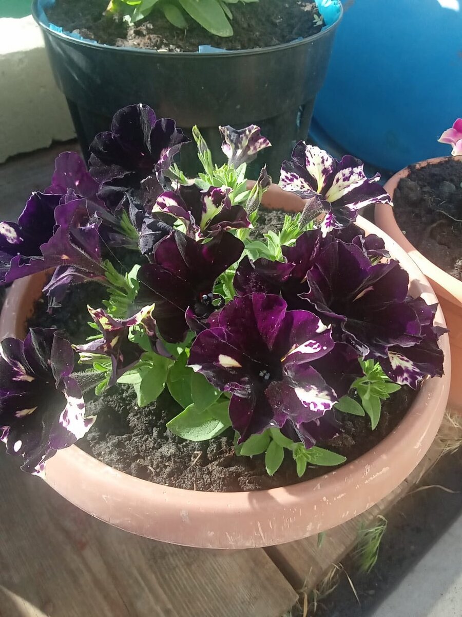 Это она же через 10 дней после высадки на ПМЖ (личное фото)