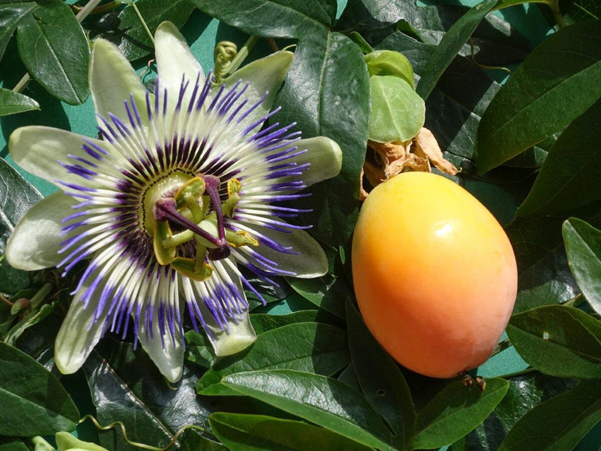 Пассифлора голубая (Passiflora caerulea)