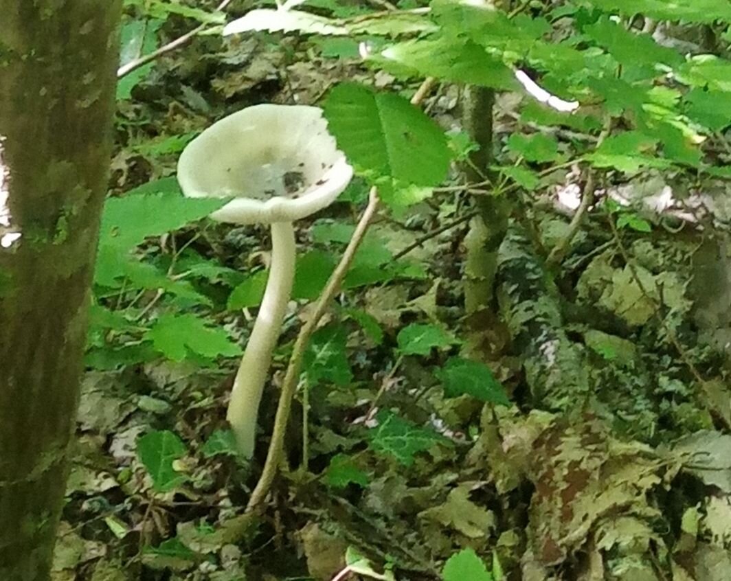 Это бледная поганка, ядовитый гриб