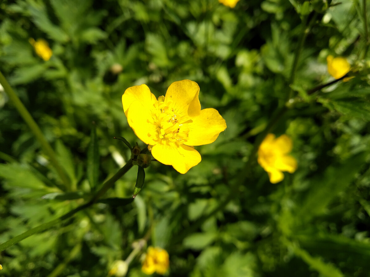 лютик. красив, ядовит, защищён. 