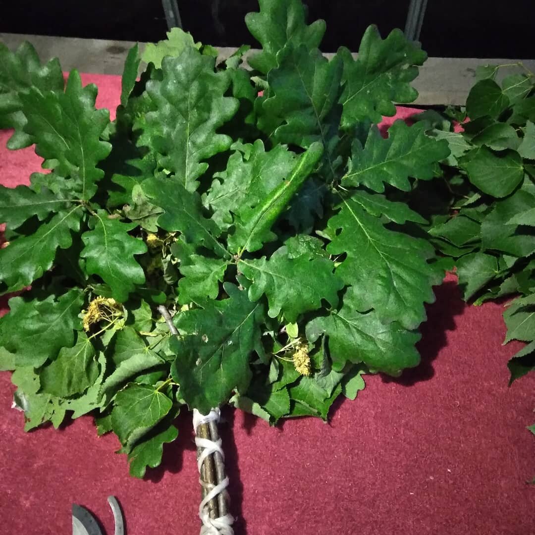 Первый веник. Дуб, клён и липовый цвет.