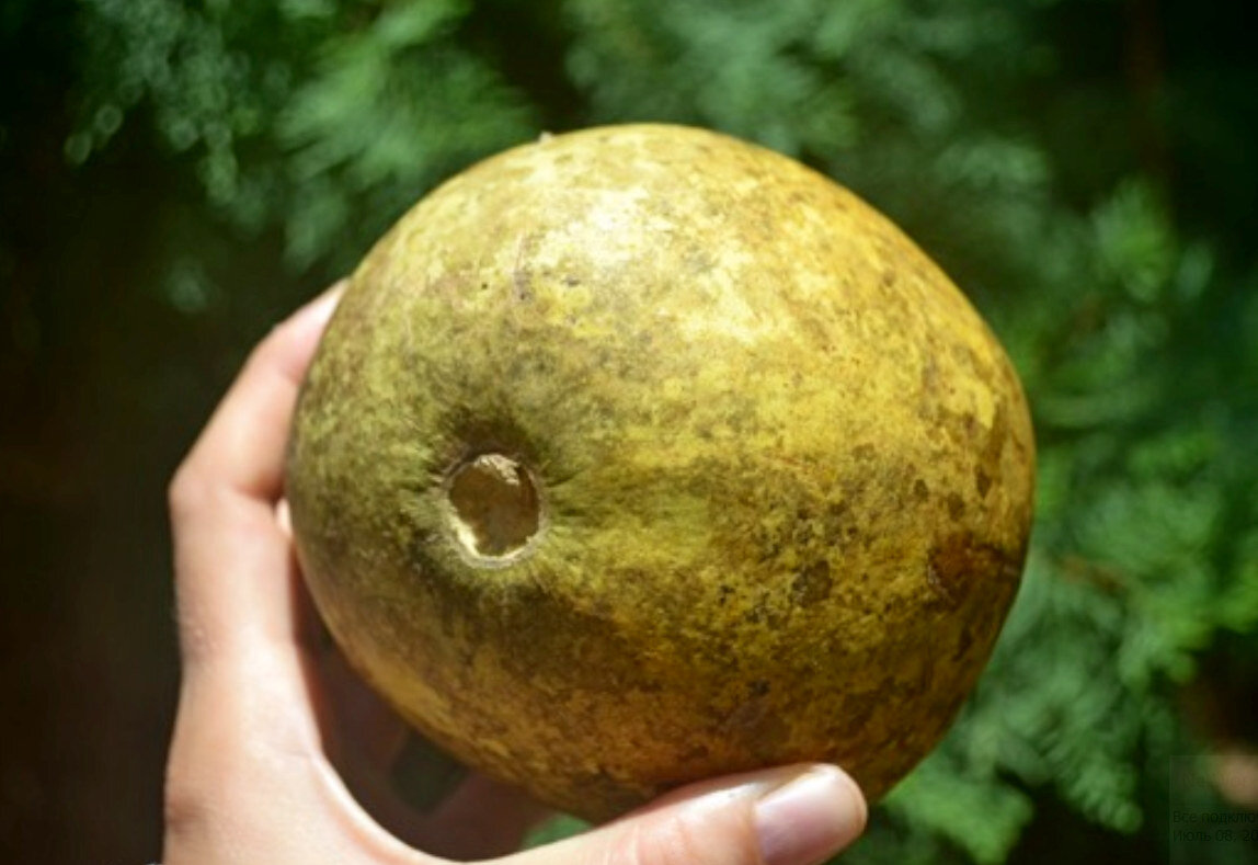 Каменное яблоко. Каменное яблоко Баиль. Баиль фрукт. Баиль дерево. Ферония деревянное яблоко.