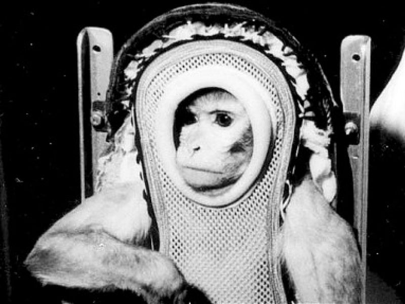 Альберт II - первая обезьяна в космосе