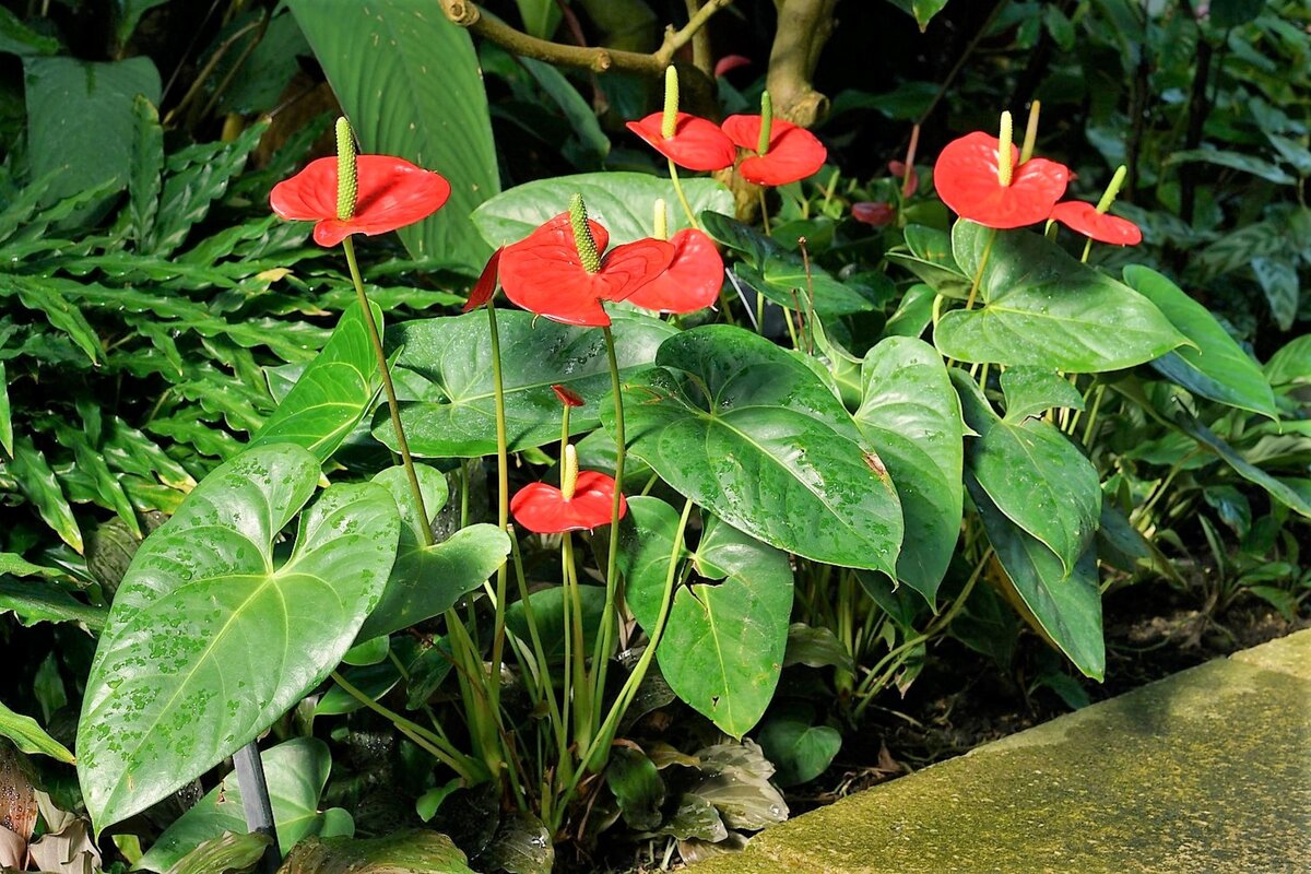 Антуриум. Фото с сайта pixabay.com