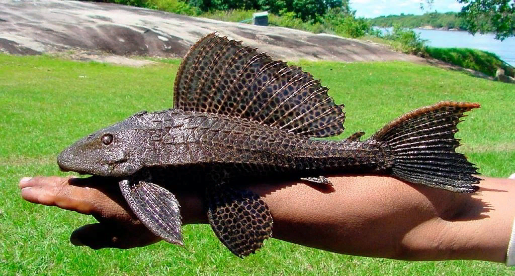 Птеригоплихт парчовый, вырастает около 40(при должных условиях и 45 осилит)