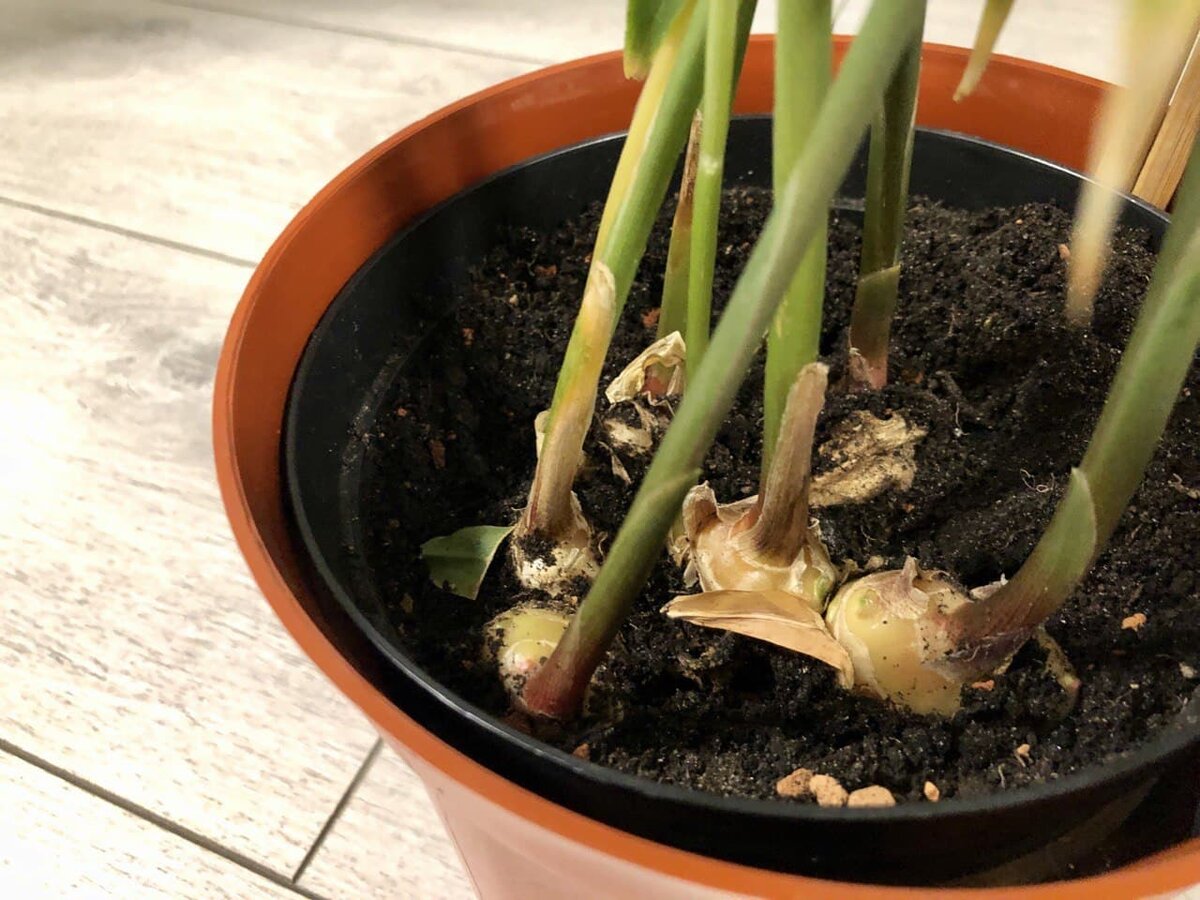 Из земли выглядывает урожай