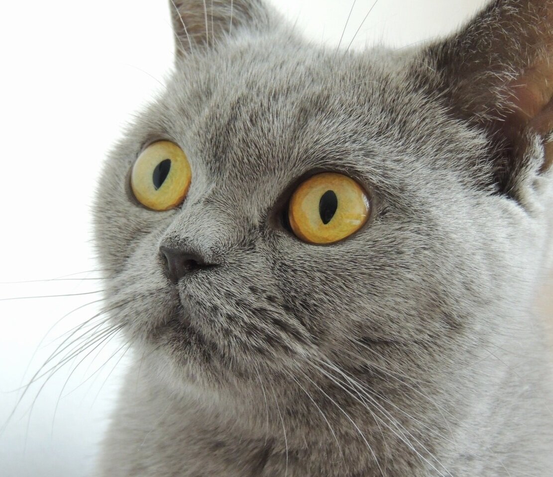 фото из стока: https://www.pexels.com