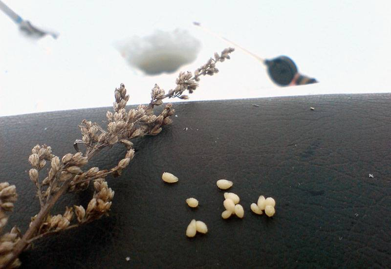 Личинка репейника.