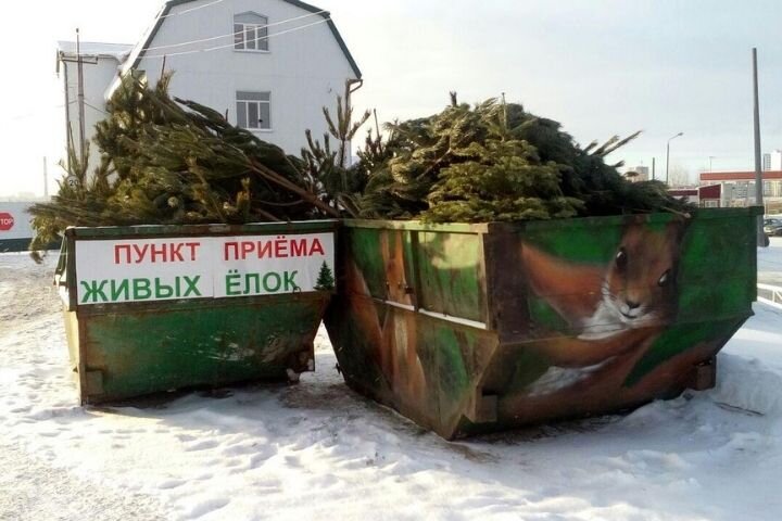 Пункт сбора живых елей