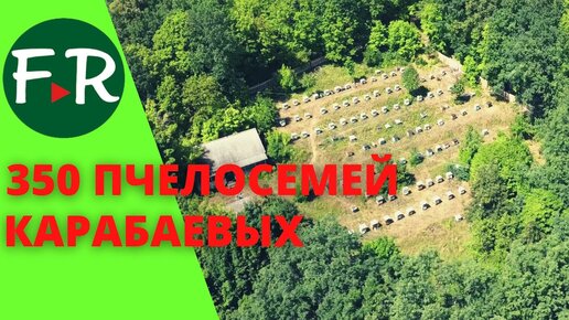 300 пчелосемей. Семейная пасека Карабаевых. Среднерусская пчела, Карника, Бакфаст,