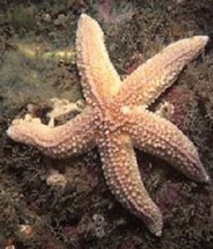 Взято с Яндекс Картинки