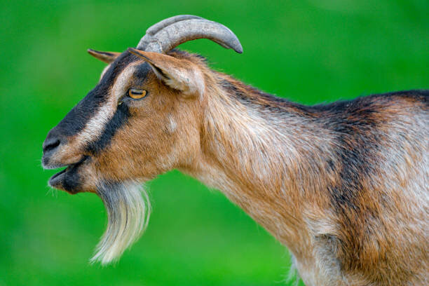 Фотографии Маши не сохранилось. Эта коза очень похожа,только рога у нашей в стороны были направлены