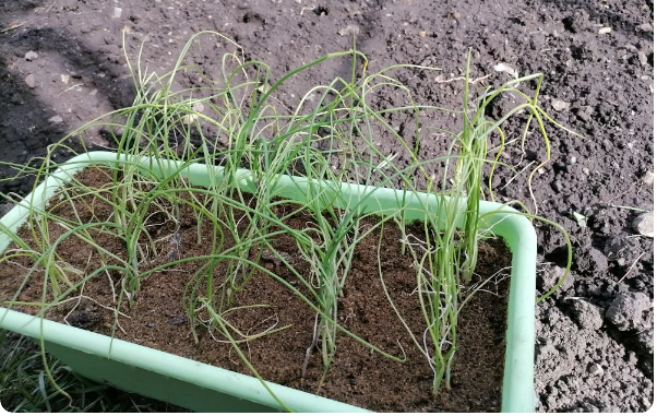 Рассаду не стригла, но нынче один раз за неделю до высадки укорочу, чтобы легче прижилась, фото автора