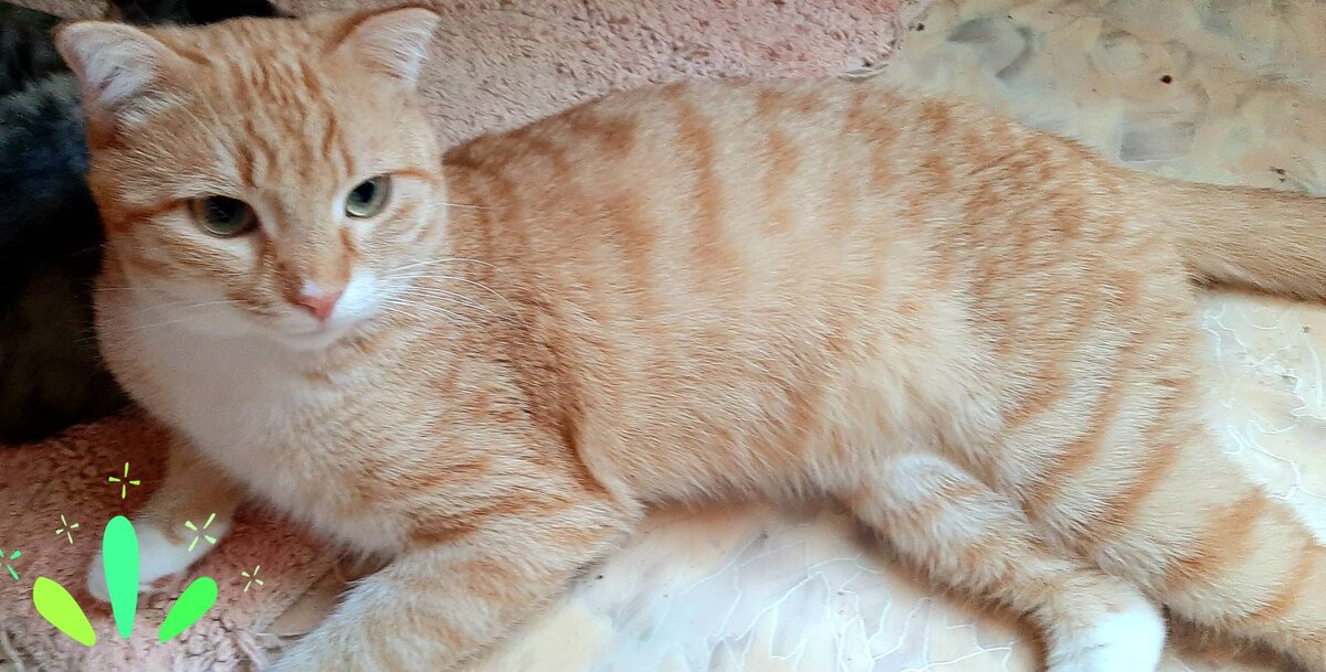 Лосось трогательный котик 