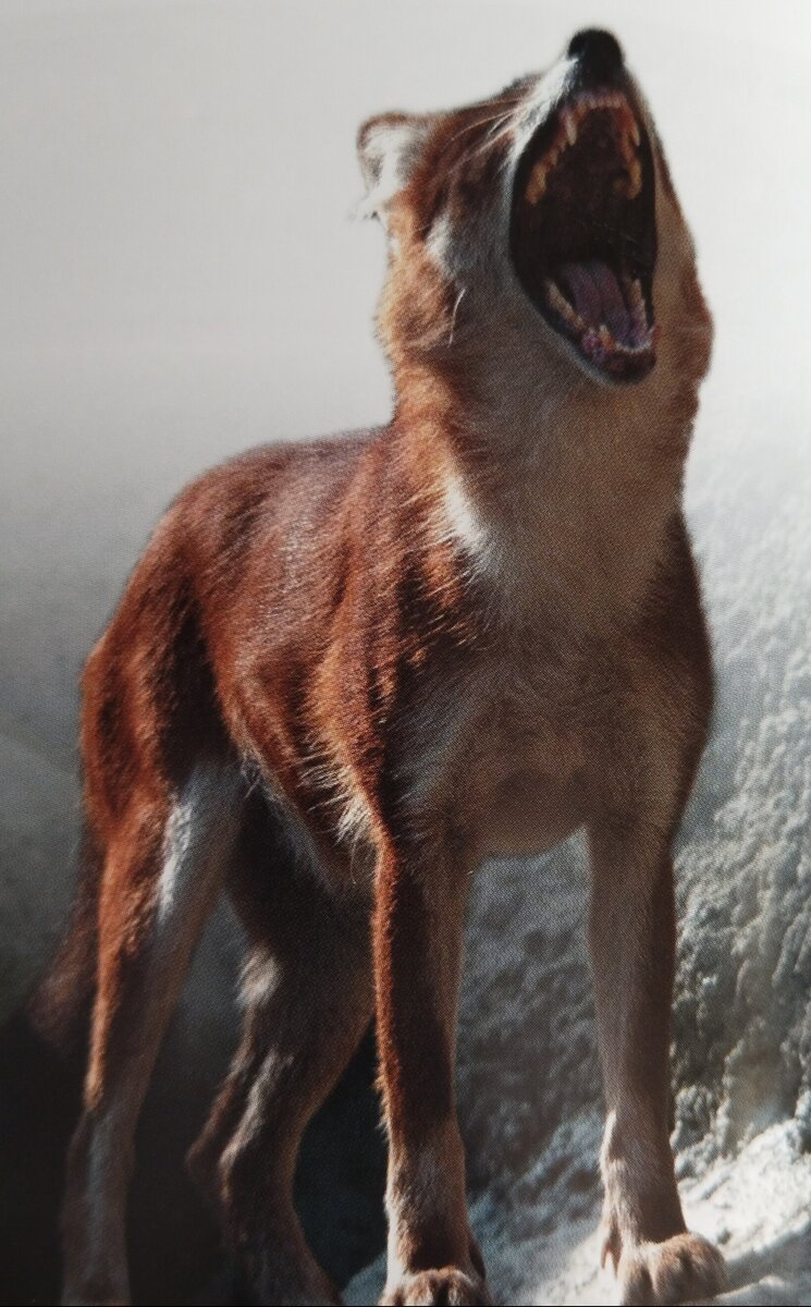 Красный волк