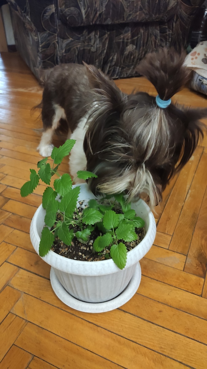 мамины цветочки