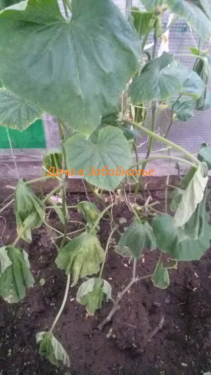 Начинается болезнь примерно так: листья обвисают, потом засыхают.