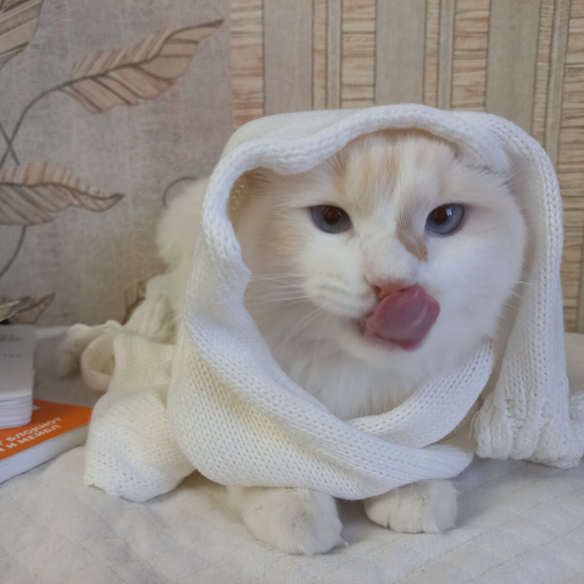 Это Шарфова Мария (она беспредельщица) 