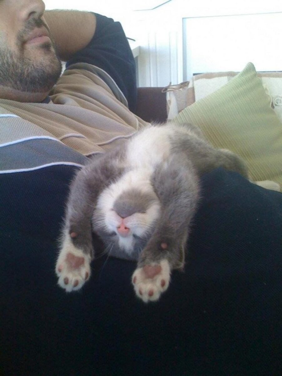 тест на психику, кошки, кошки приколы, приколы про котов, лучшие приколы.