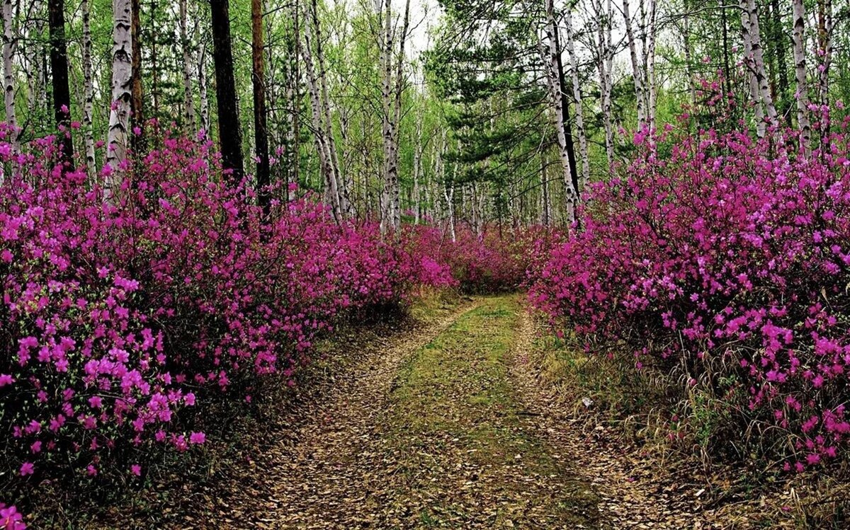 Рододендрон сихотинский в Сибири (фото из интернета)