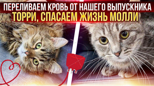 Переливание крови от пристроенного Торри к Молли. Моя озвучка котов Котизала. Капа стала лучше.