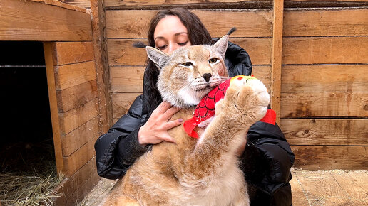 Реакция беременных рысей на кошачью мяту