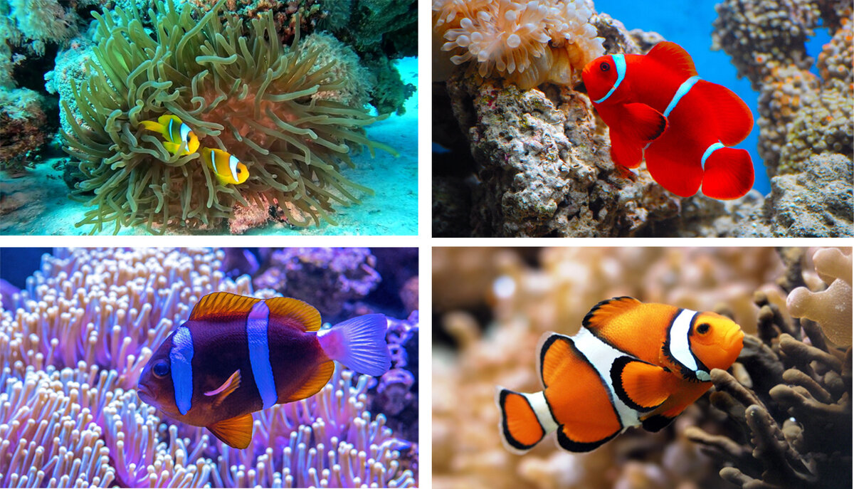 Рыбы-клоуны