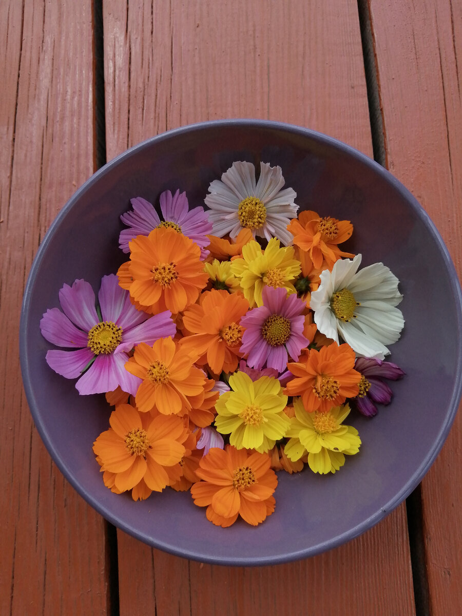 Цветы космеи.