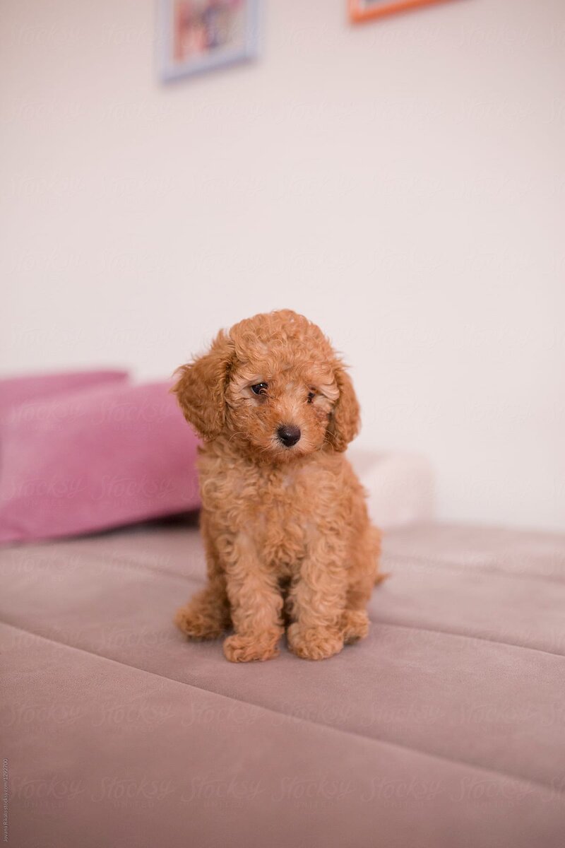 Источник фото: https://www.stocksy.com/es/1292700/puppy-poodle