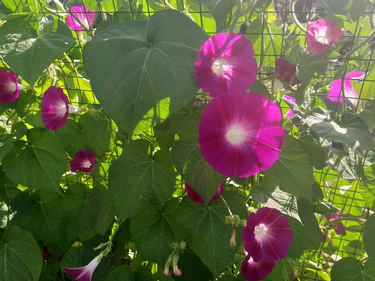 Моя ипомея зацвела