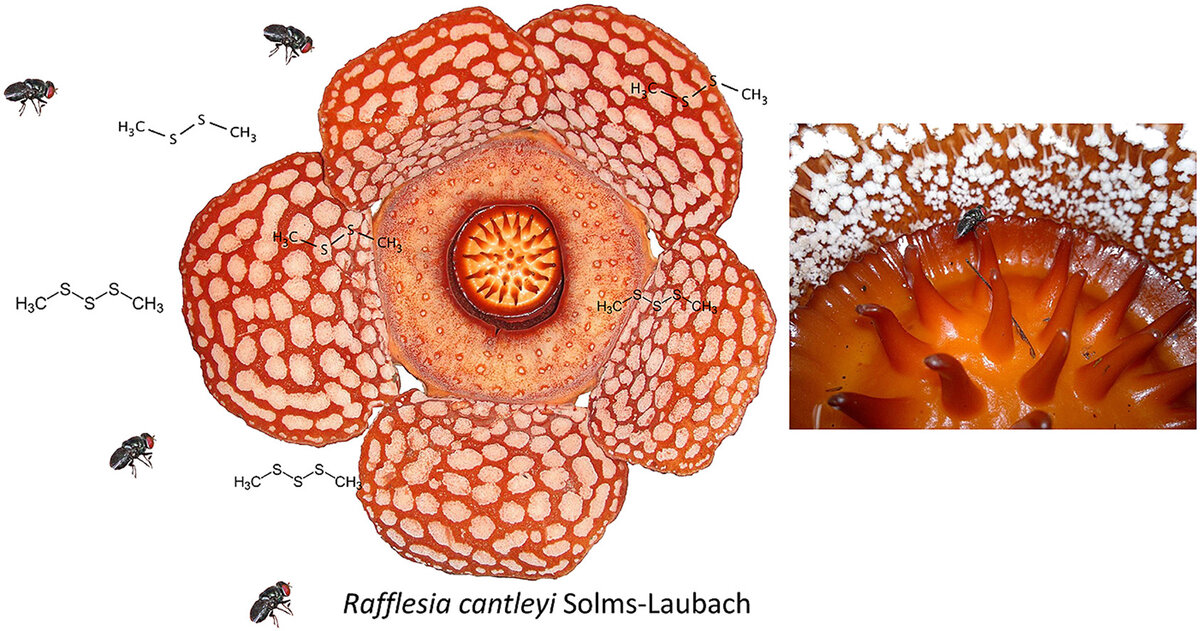      Rafflesia cantleyi,      ,    :  ()   ().     ,   , ,      . doi.org/10.1016/j.phytochem.2018.06.005
