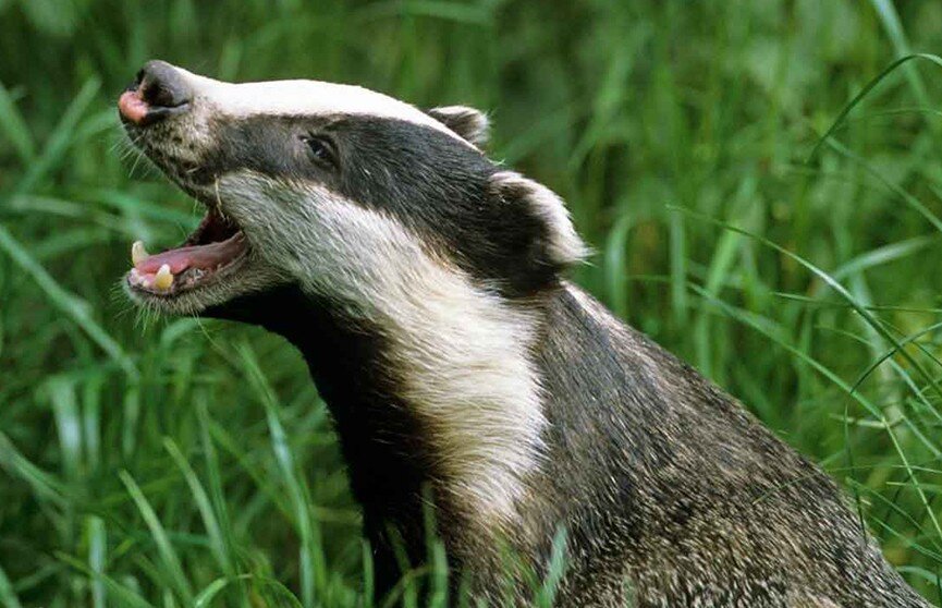 Как кричит барсук. Барсук в чувашии. Палаванский барсук. Североамериканский барсук. Барсук зубы.
