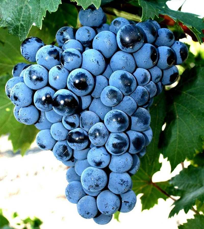 Цимлянский черный