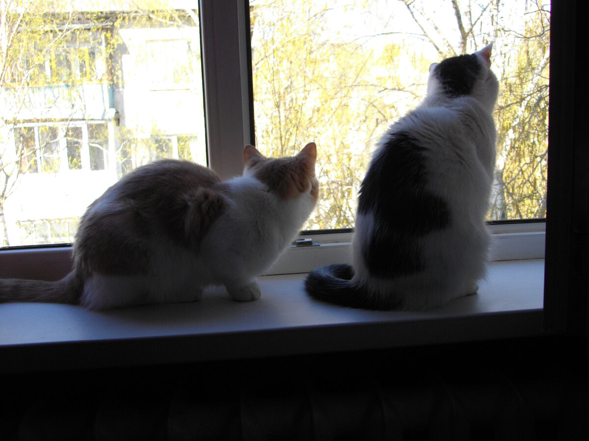 Фантик и Свен