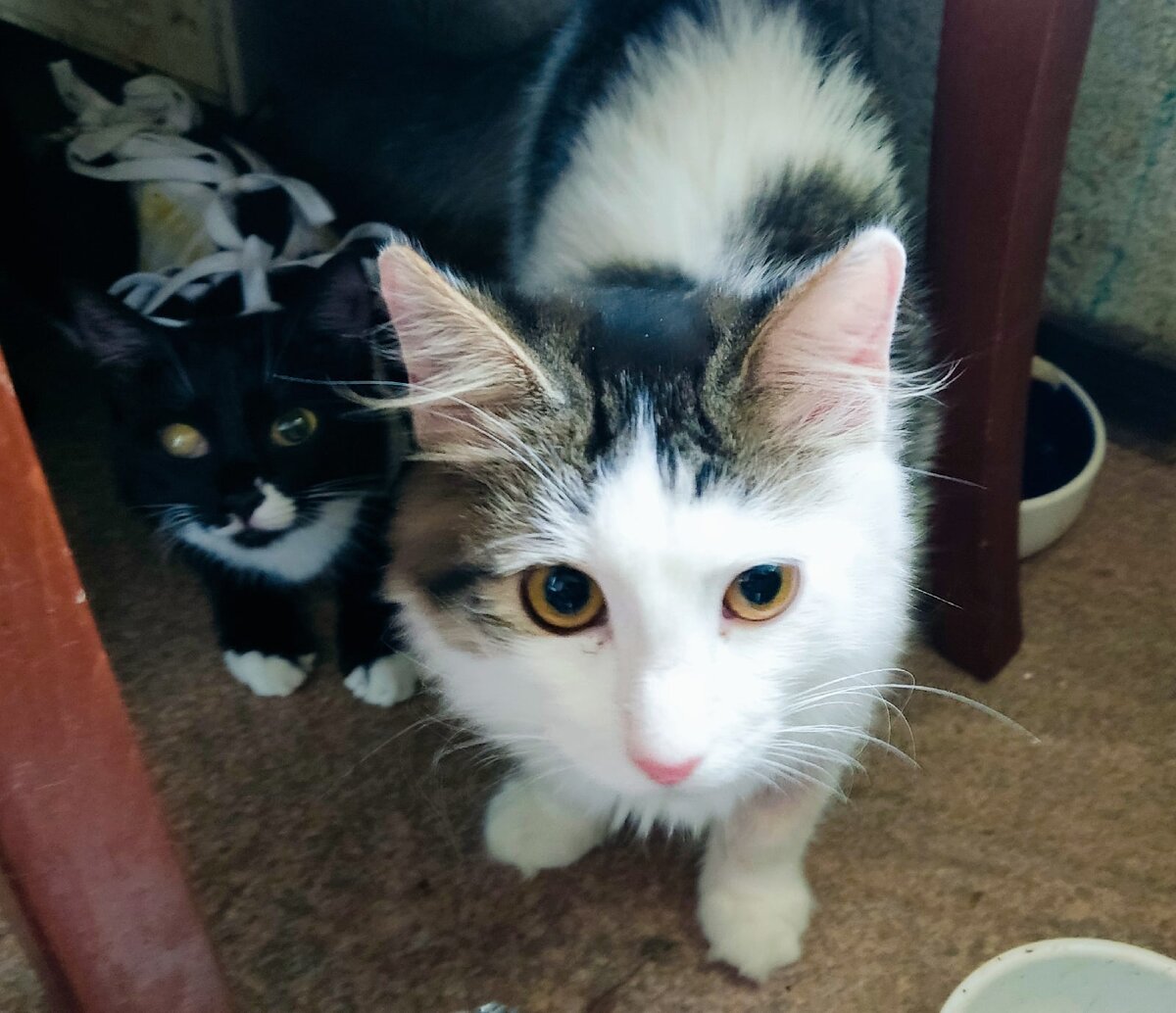 Аша (в попонке) и Зюся