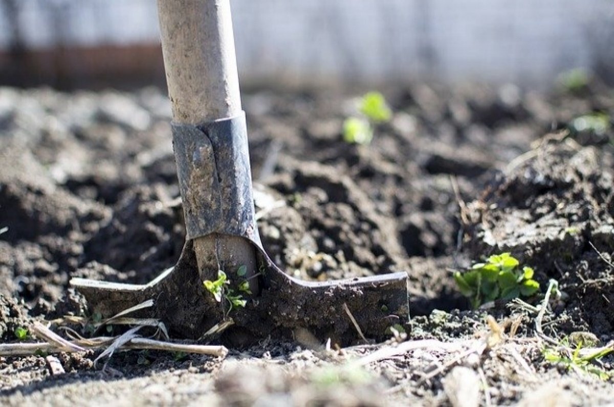    В Ижевске бездомный убил знакомую лопатой